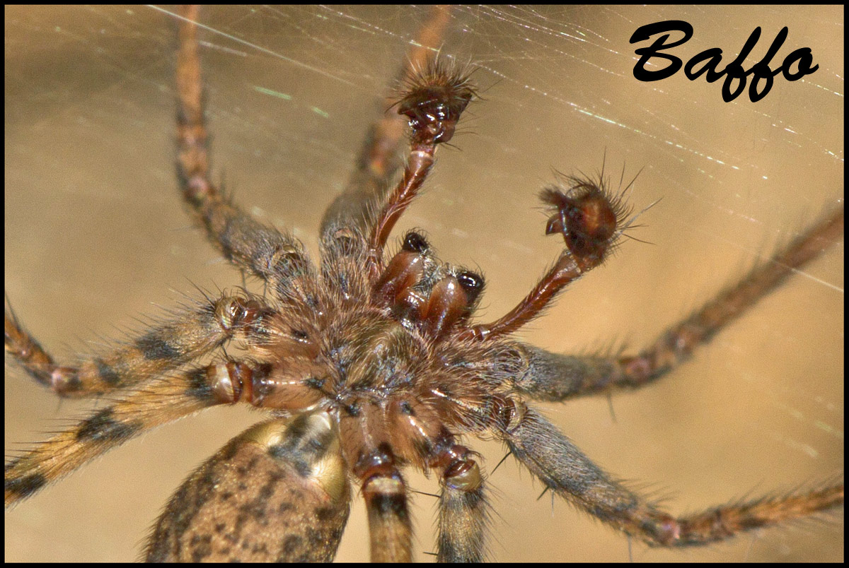 Zoropsis sp.; Tegenaria silvestris - Basovizza (TS)